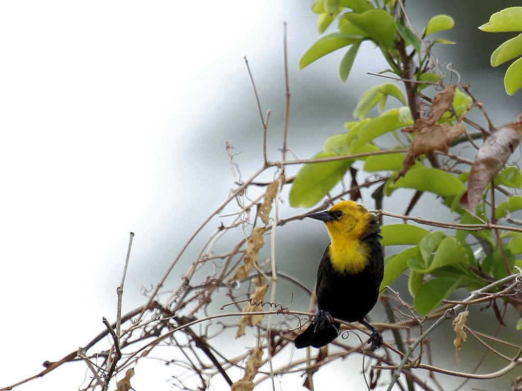 Yellow-hooded Blackbird - Stan Lilley
