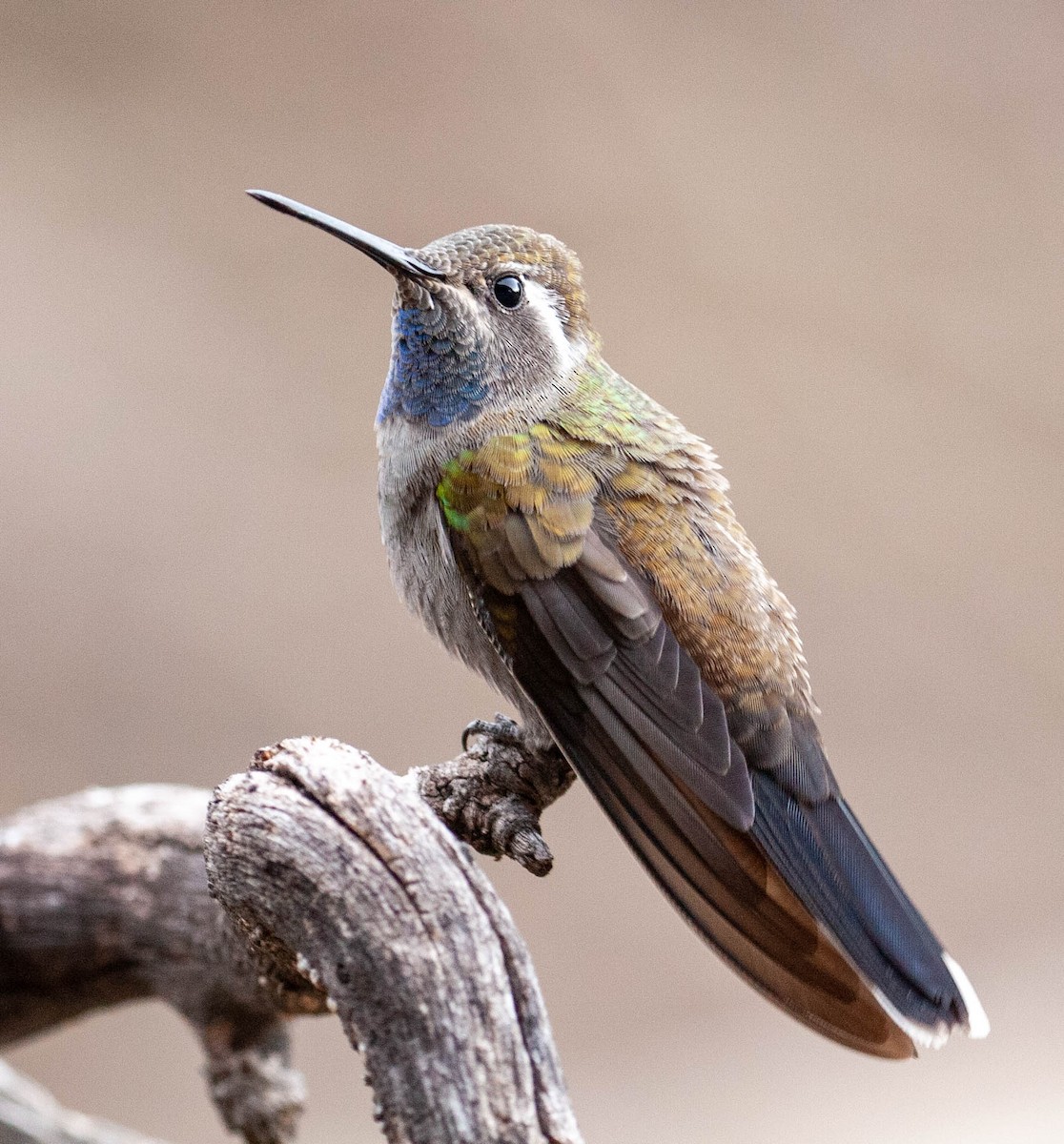kolibřík blankytohrdlý - ML134440531