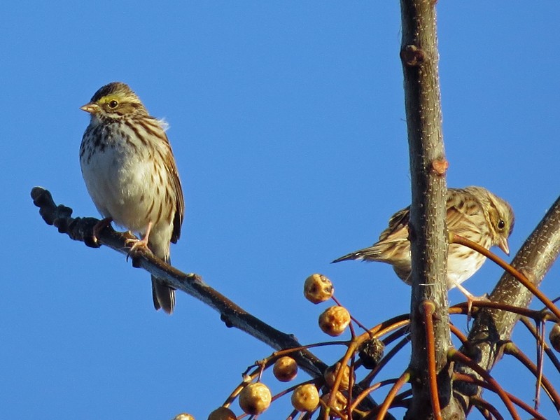 Savannah Sparrow - ML134441281