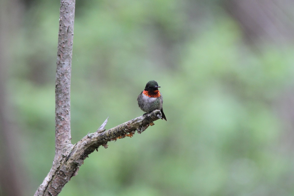 Ruby-throated Hummingbird - Garth V. Riley