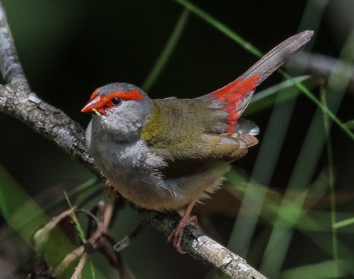 Red-browed Firetail - Daniele Mitchell