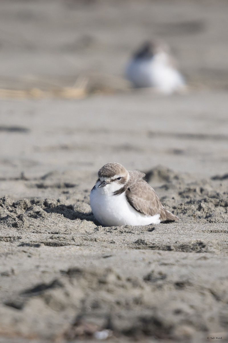 Snowy Plover - Deb Ford