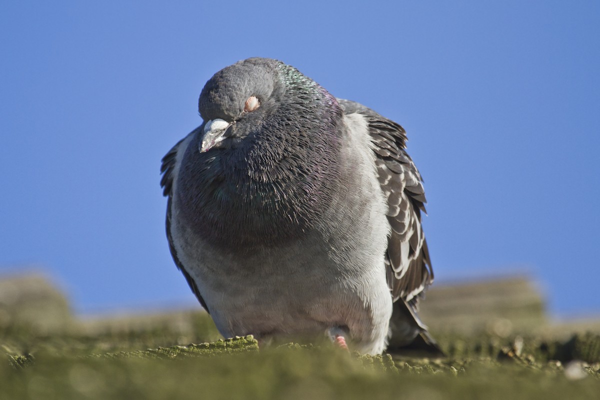 Rock Pigeon (Feral Pigeon) - Liam Wolff