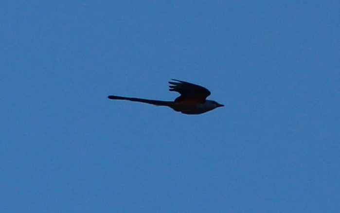 Scissor-tailed Flycatcher - ML134444821