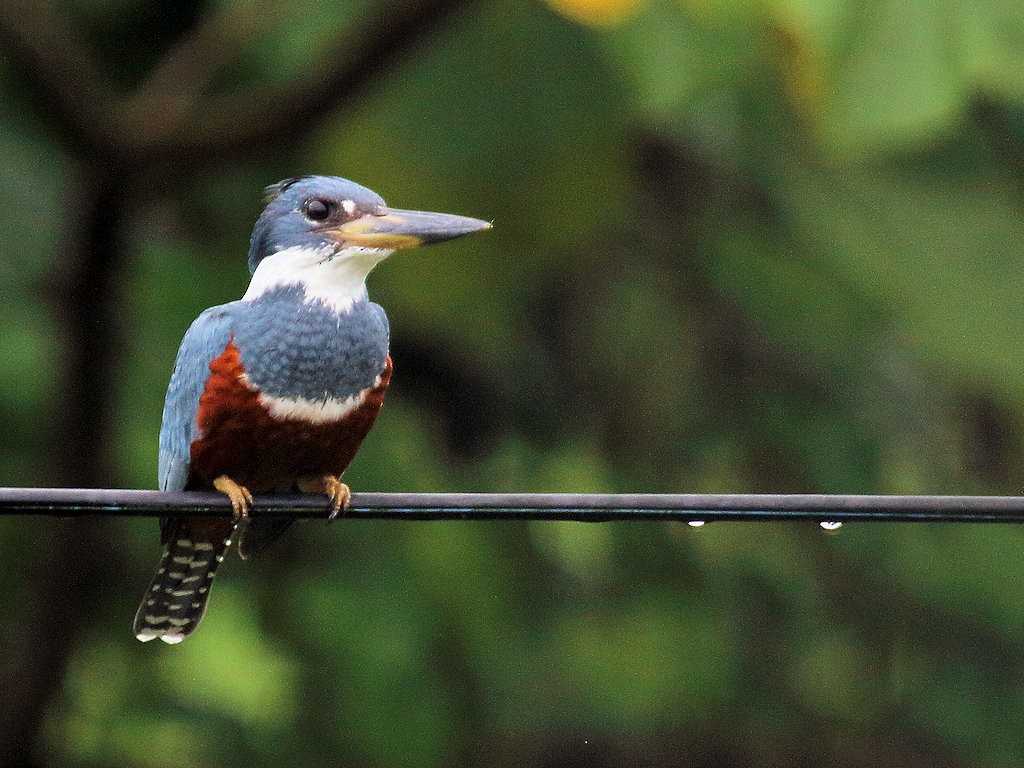 Ringed Kingfisher - Stan Lilley