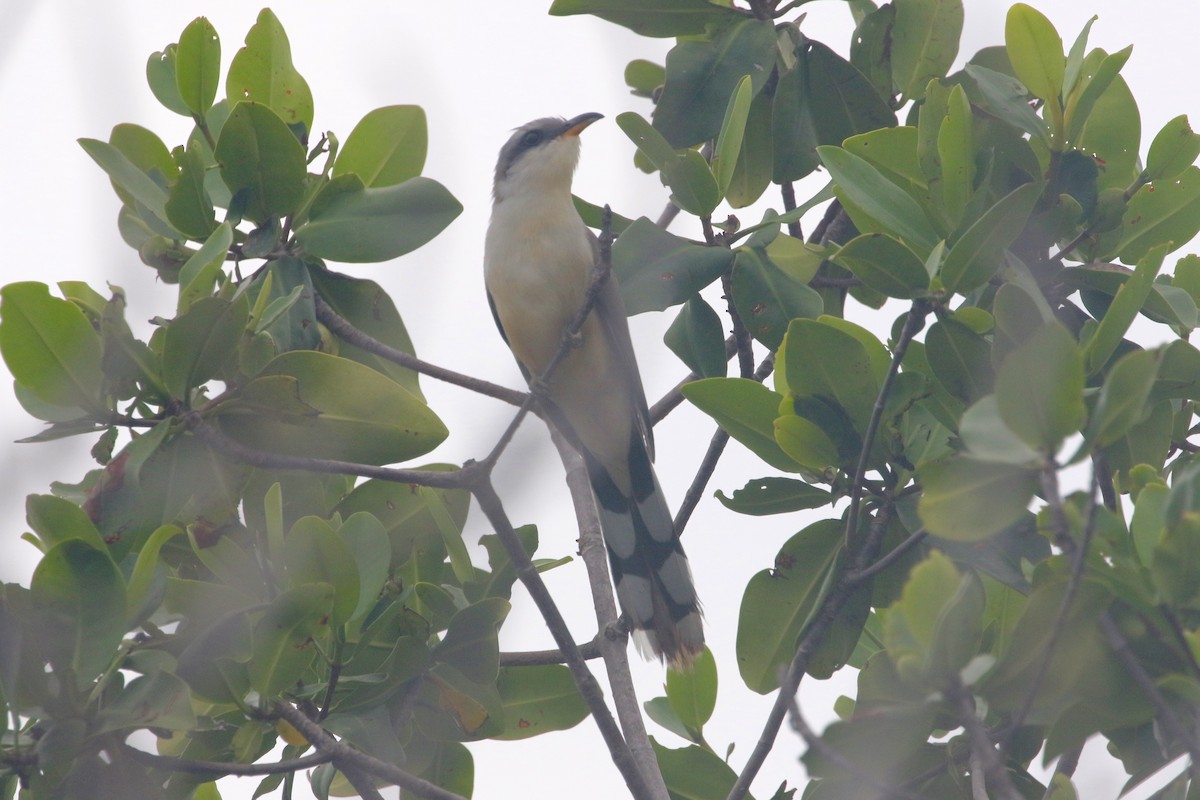 Mangrove Cuckoo - Dan Gesualdo