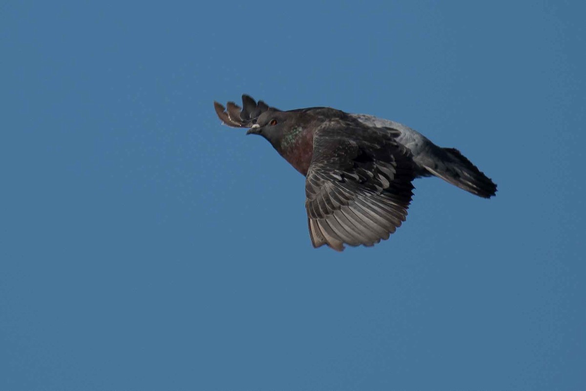 Rock Pigeon (Feral Pigeon) - Gerry Gerich