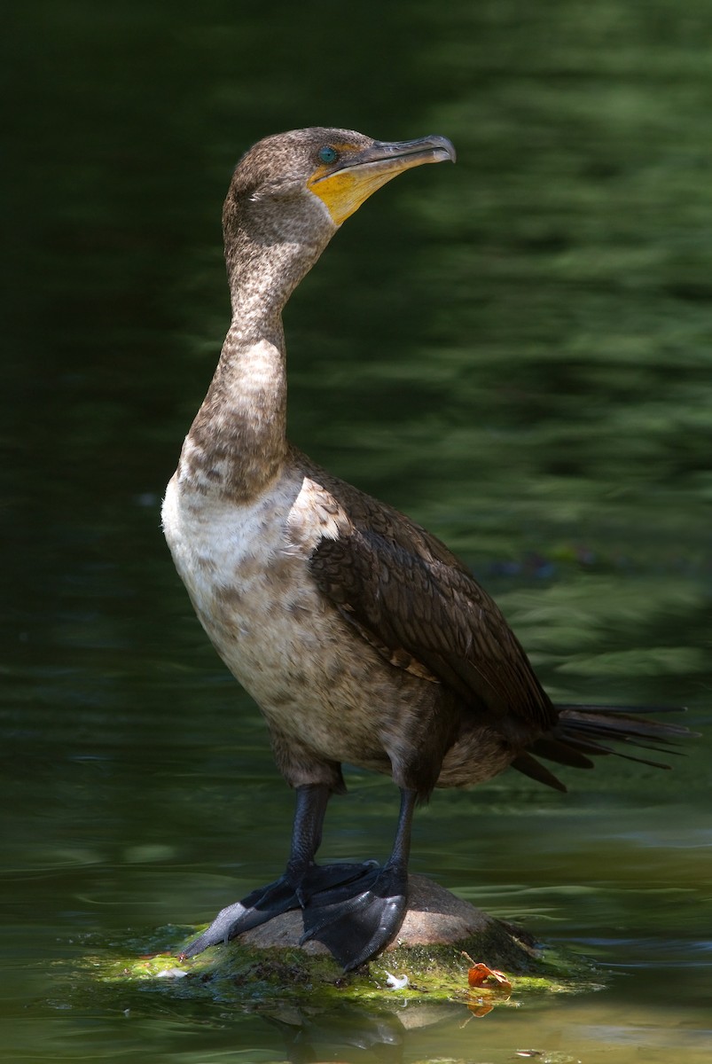 Double-crested Cormorant - Mark R Johnson