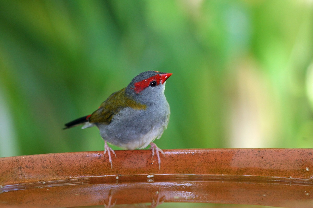 Red-browed Firetail - ML134454711