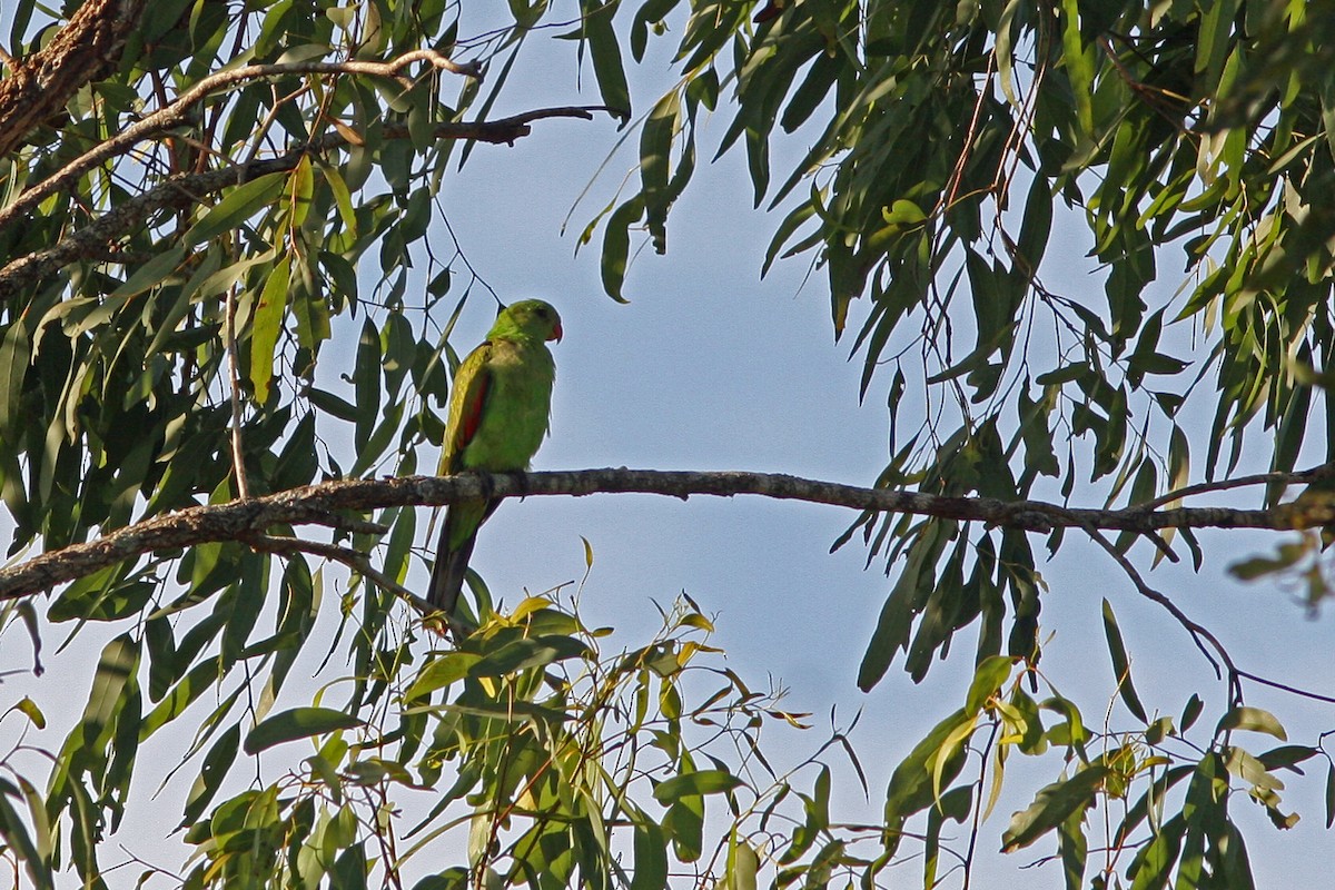 Red-winged Parrot - David Disher