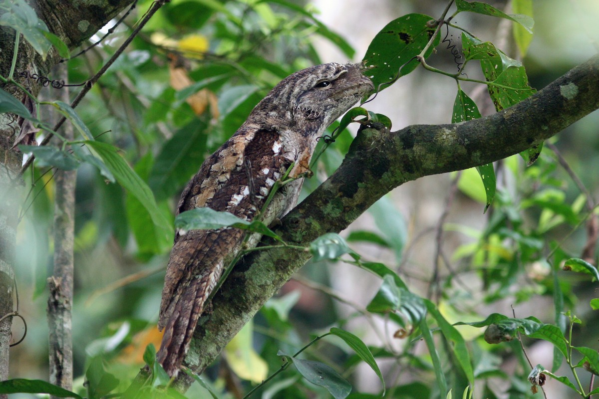 Papuan Frogmouth - ML134456081