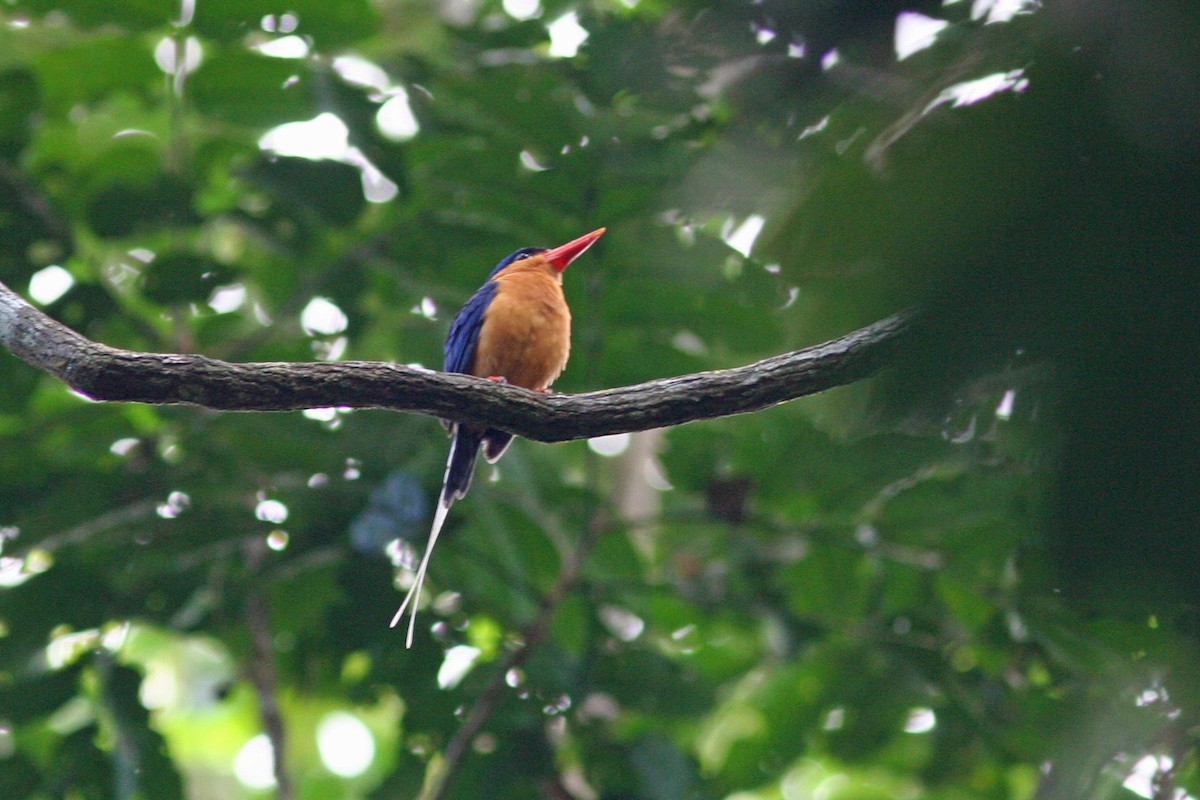 Buff-breasted Paradise-Kingfisher - ML134456111