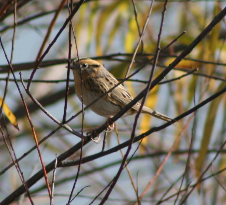 LeConte's Sparrow - Paul Sellin