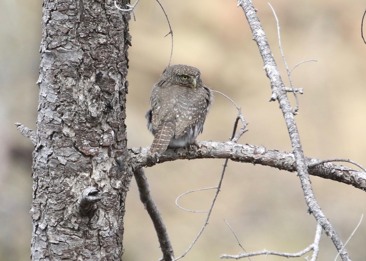 Northern Pygmy-Owl - ML134464491