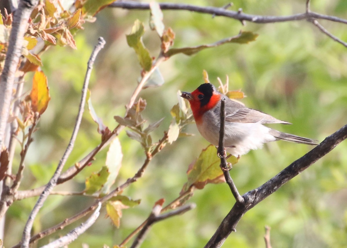 Red-faced Warbler - Dan Gesualdo