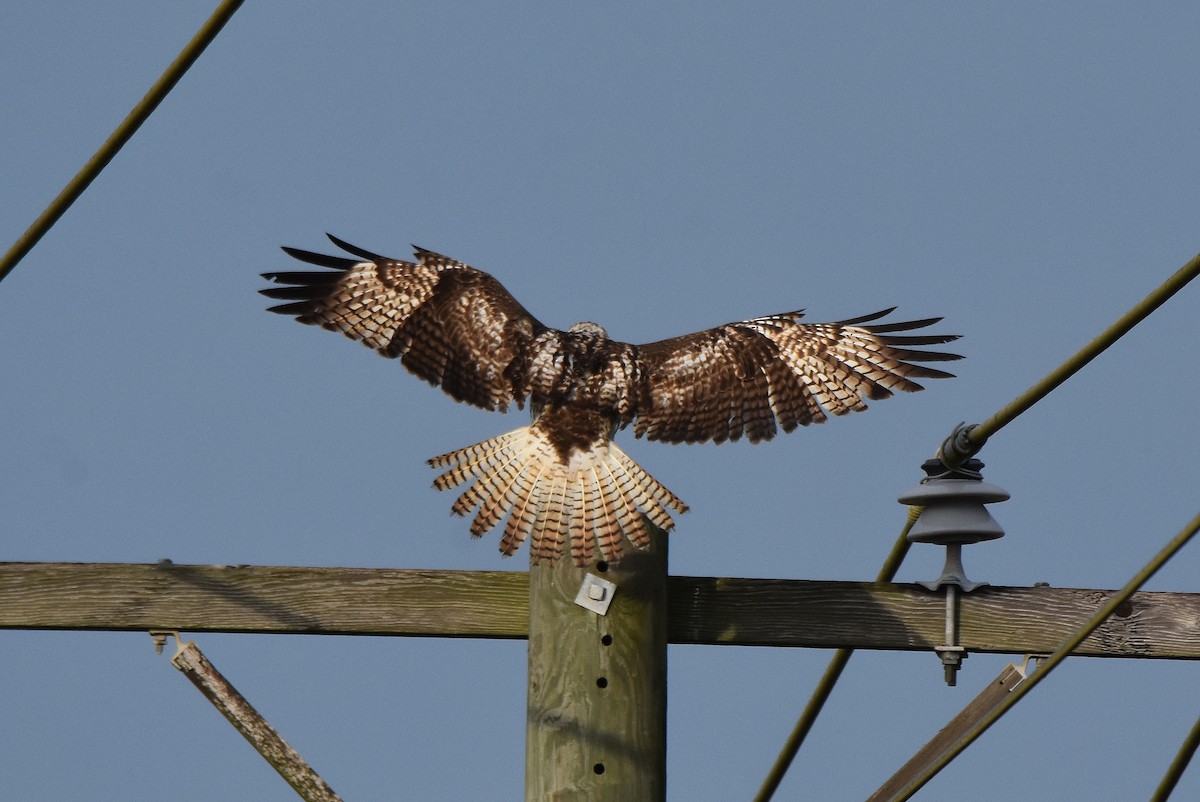 Red-tailed Hawk (Krider's) - ML134465701