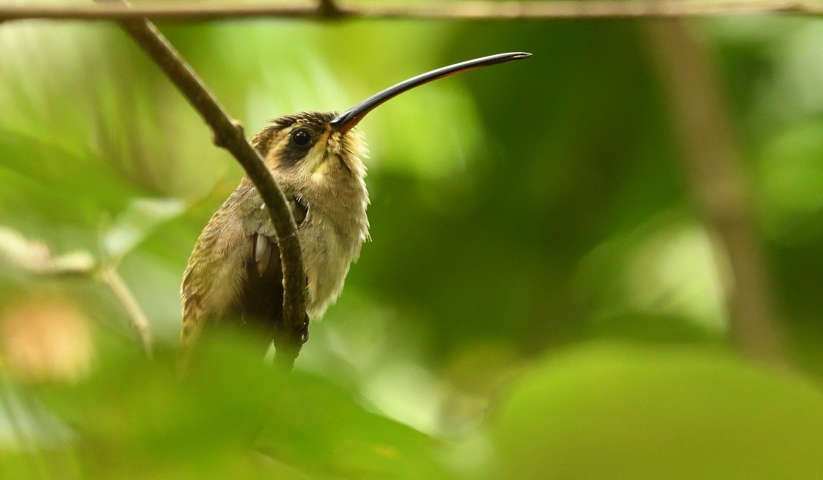 Мексиканский колибри-отшельник - ML134466921