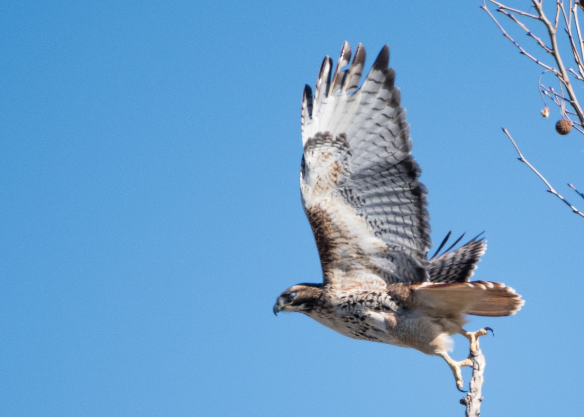Red-tailed Hawk - ML134468731