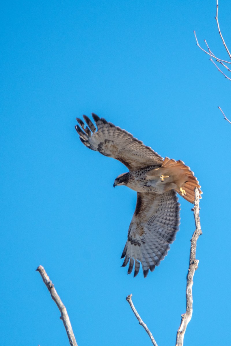 Red-tailed Hawk - ML134468771