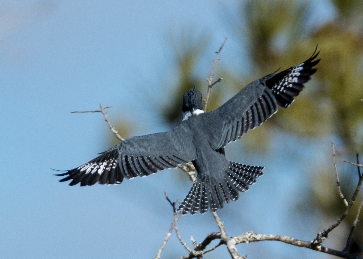 Belted Kingfisher - ML134468781
