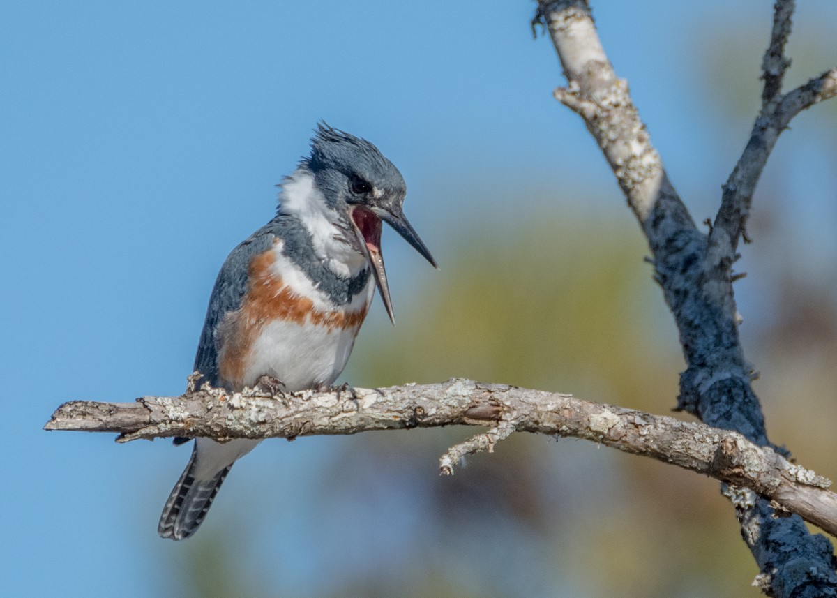 Belted Kingfisher - ML134468791