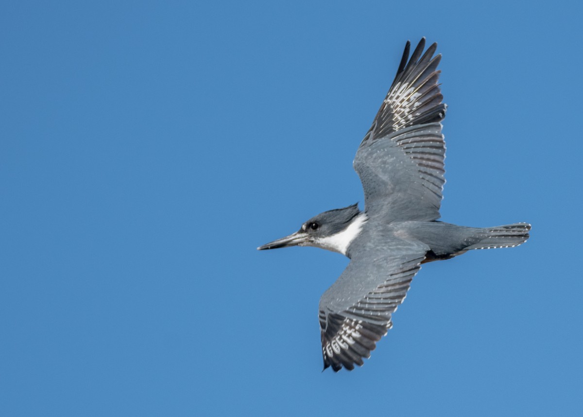 Belted Kingfisher - ML134468821