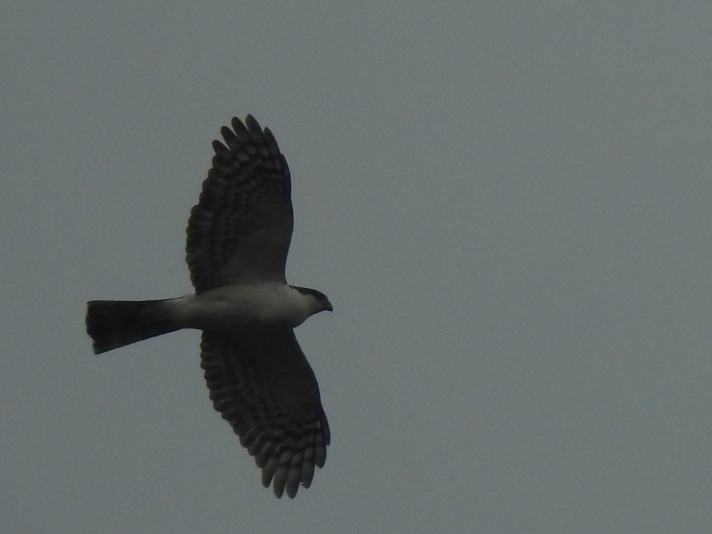 Sharp-shinned Hawk (White-breasted) - ML134471471