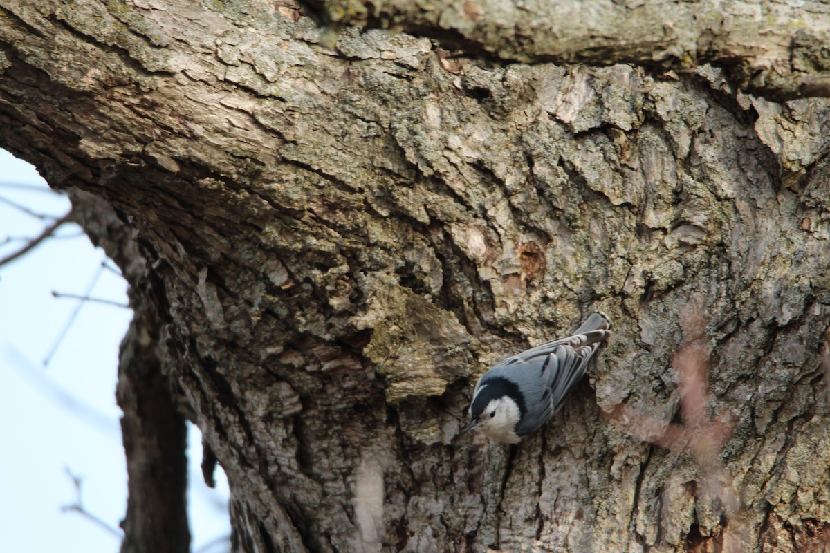 White-breasted Nuthatch - Dominic LeRose