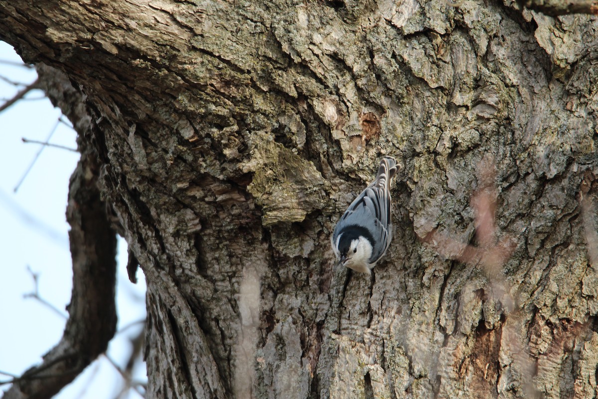 White-breasted Nuthatch - ML134471631