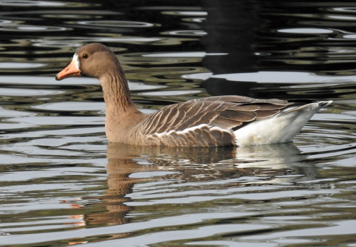 Greater White-fronted Goose - Jim Scott