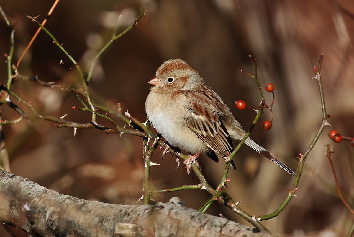 Field Sparrow - Suzanne O'Rourke