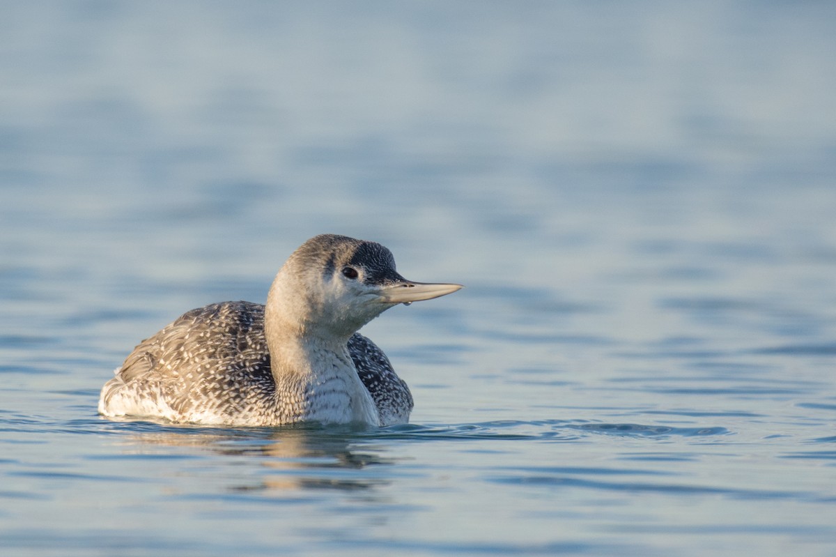Red-throated Loon - ML134476291
