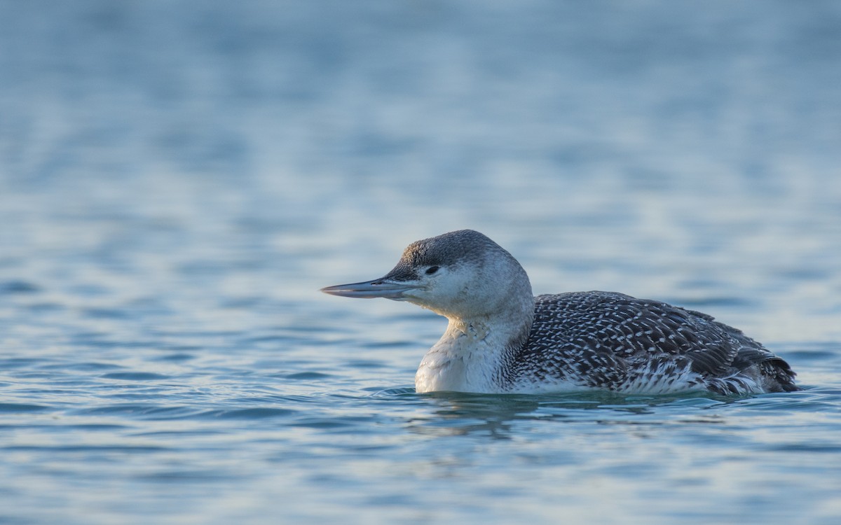Red-throated Loon - ML134476421