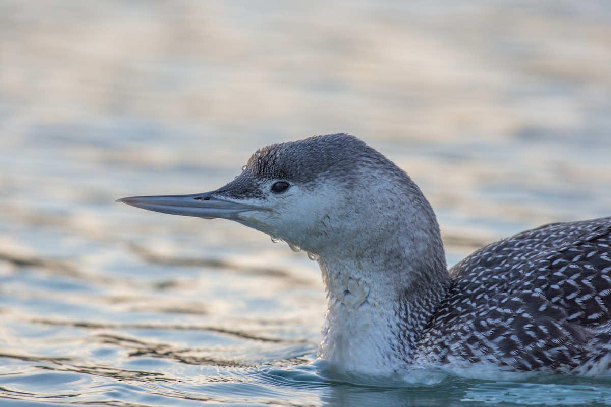 Red-throated Loon - ML134476471