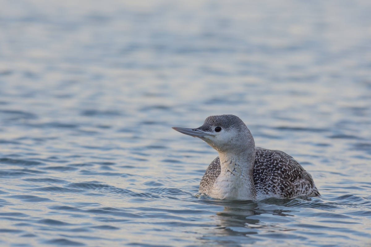 Red-throated Loon - ML134476491