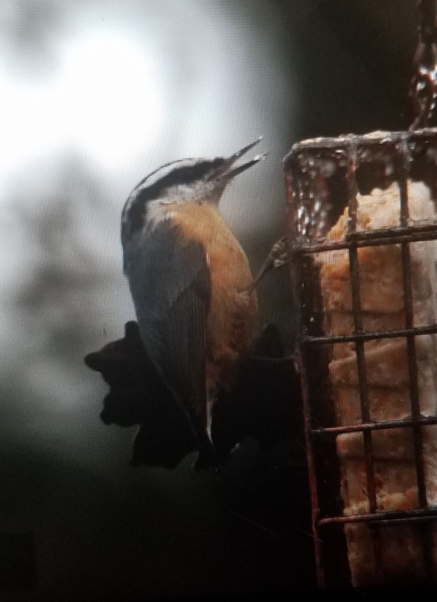 Red-breasted Nuthatch - Reva Dow