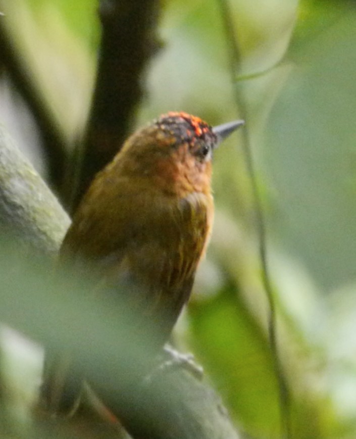 Rufous-breasted Piculet - ML134477481
