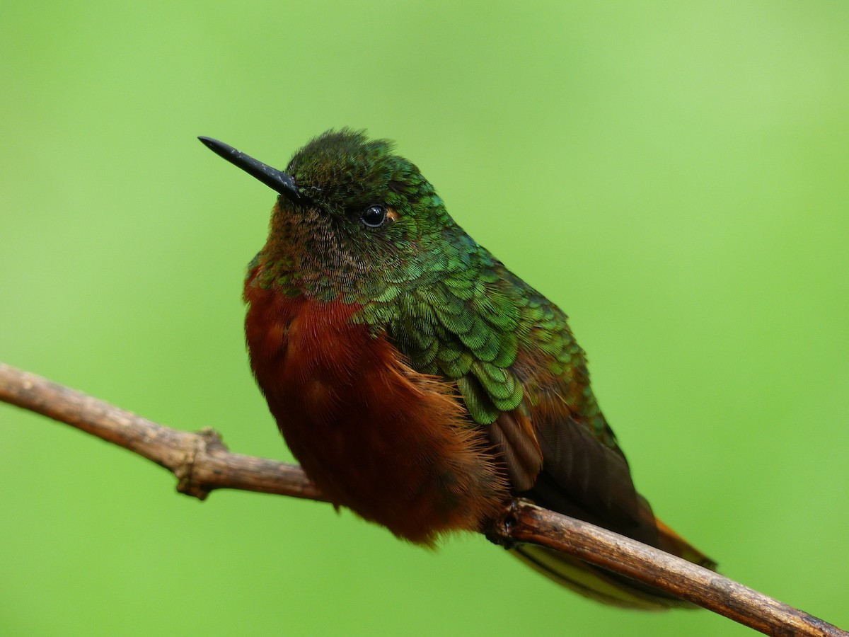 kolibřík peruánský - ML134480721