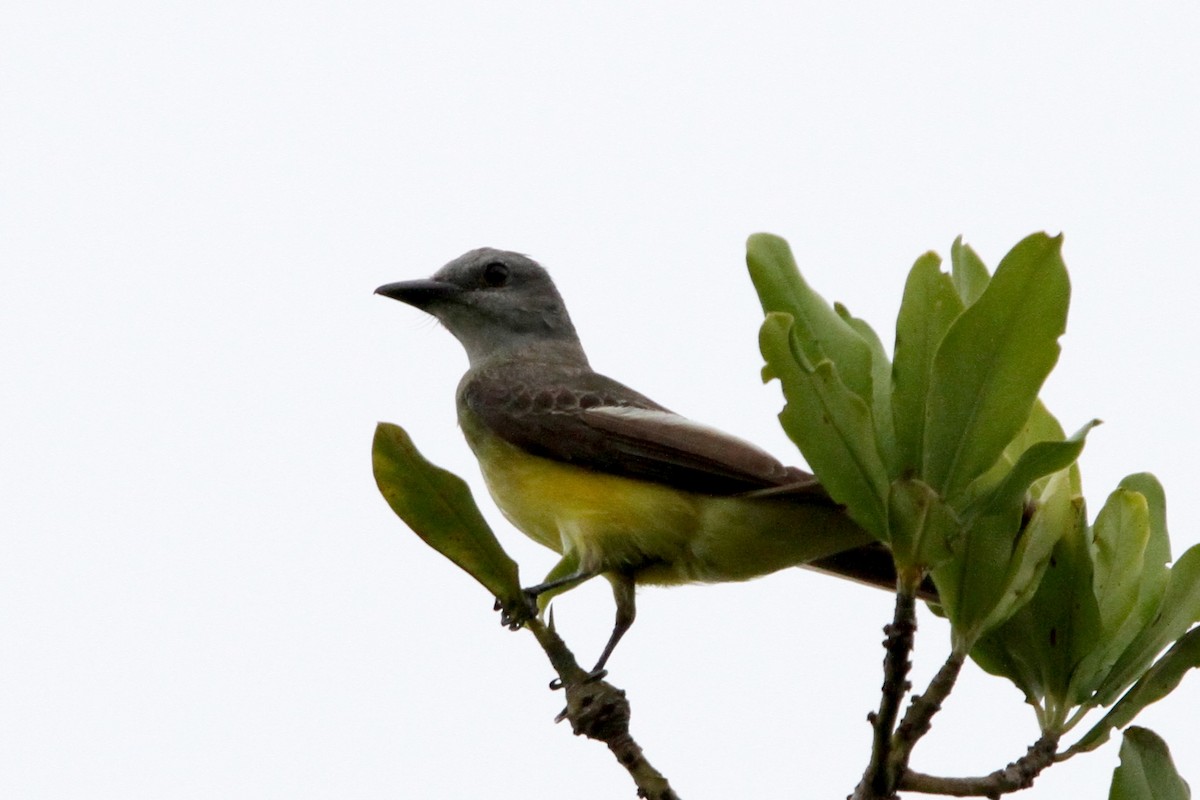 Tropical Kingbird - Pedro Ayres