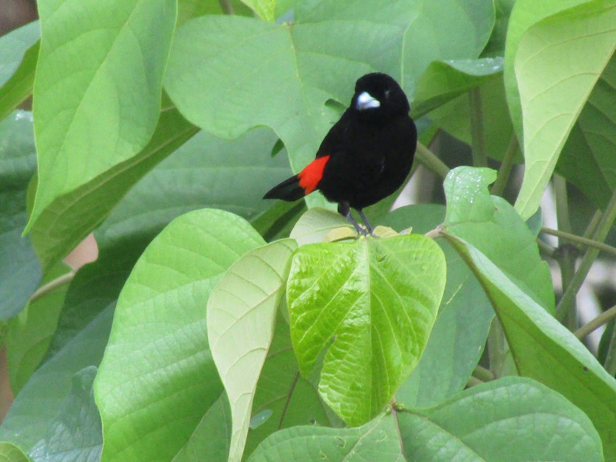 Scarlet-rumped Tanager (Cherrie's) - ML134484691