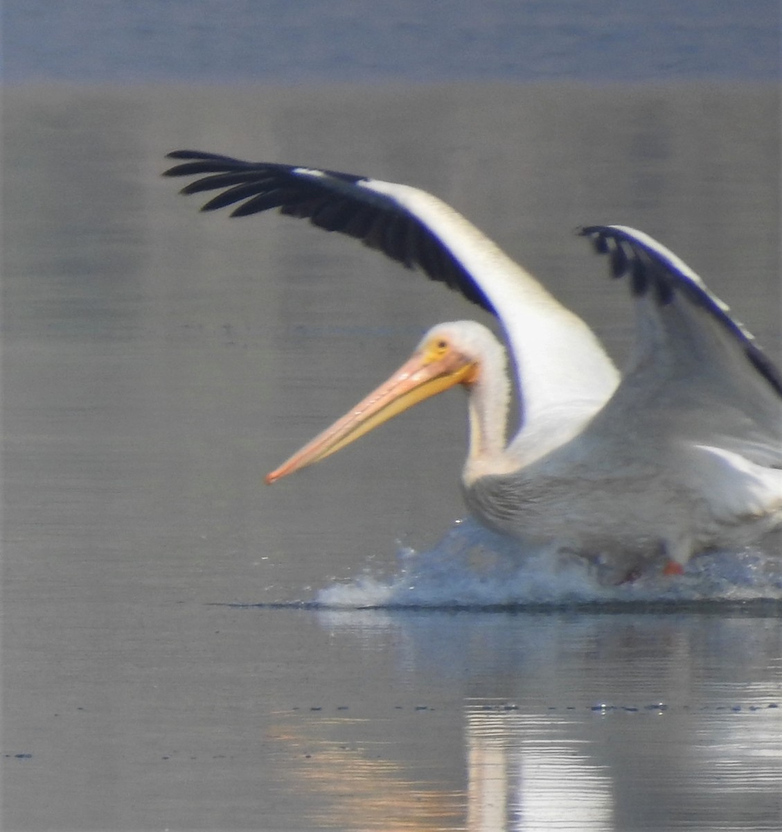 pelikán severoamerický - ML134485141