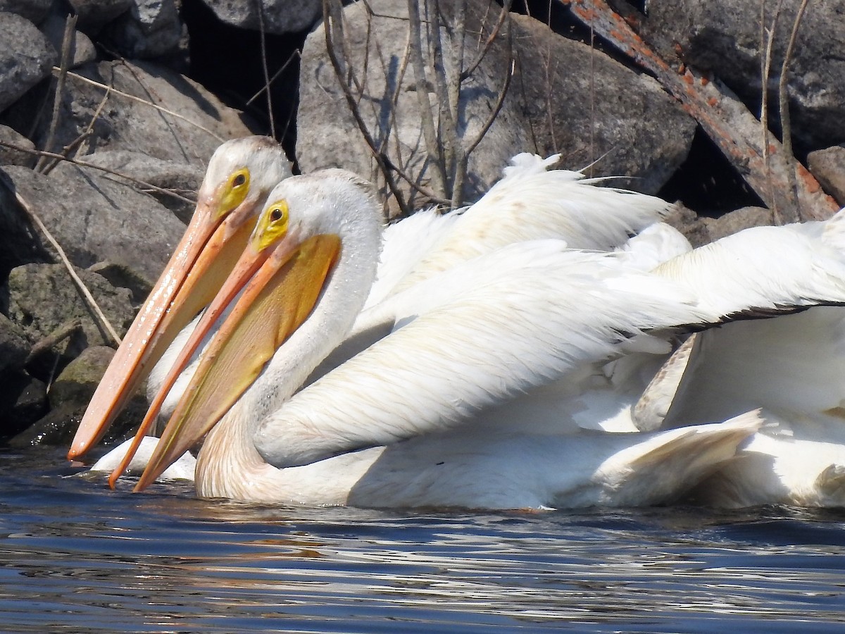 American White Pelican - Bill Pelletier