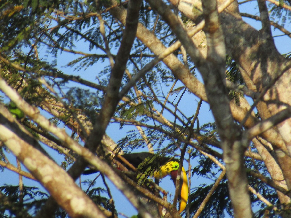 Yellow-throated Toucan (Chestnut-mandibled) - James Scott