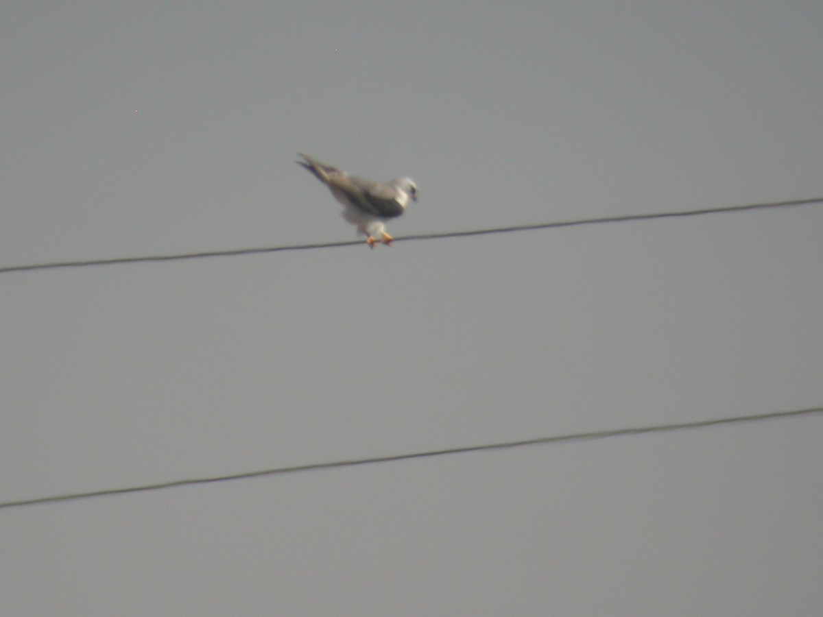 White-tailed Kite - Kurt Schwarz