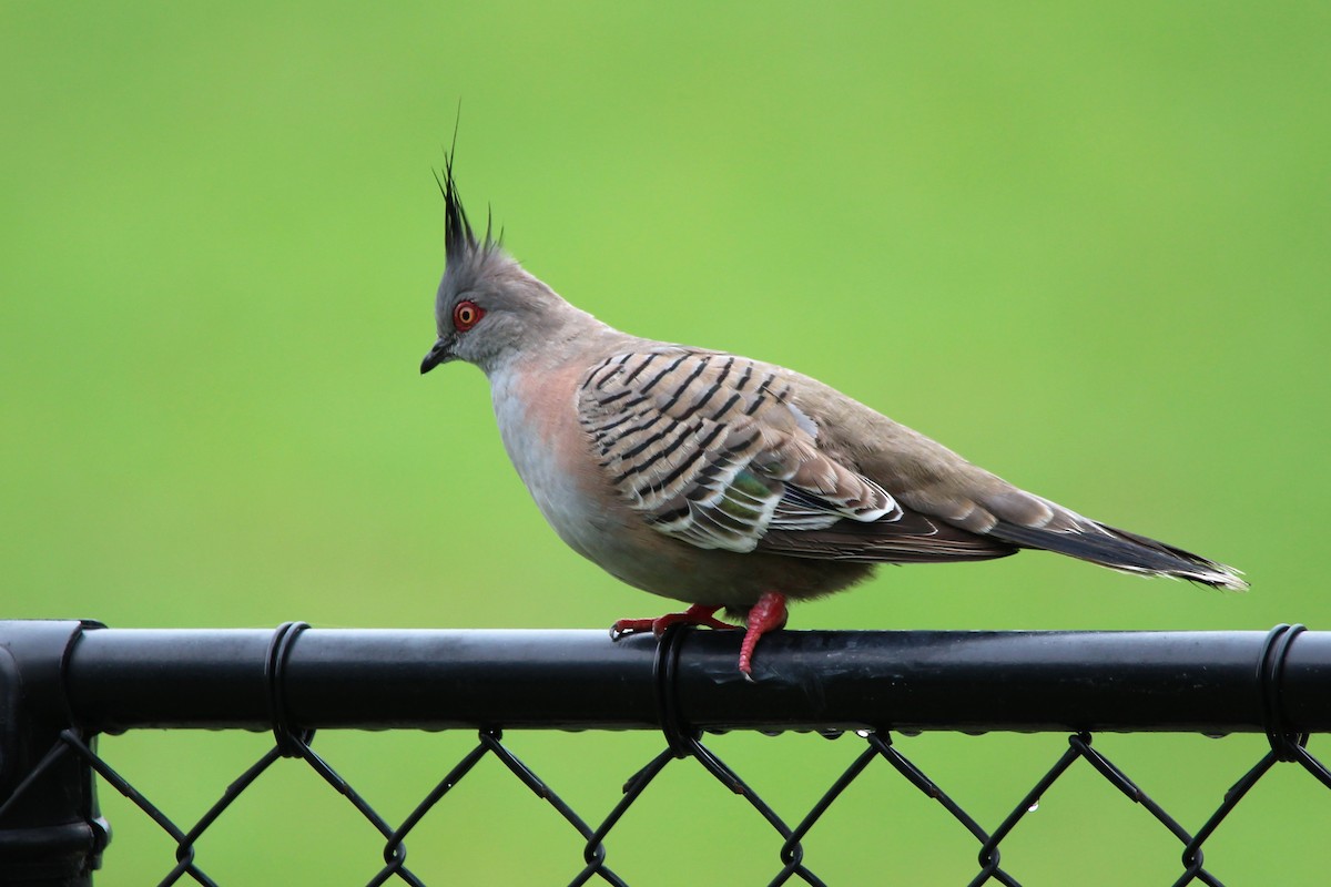 Crested Pigeon - ML134486571