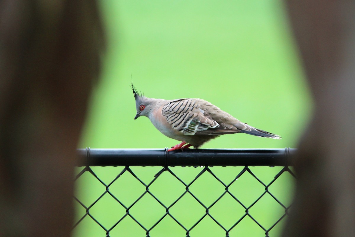 Crested Pigeon - ML134486581