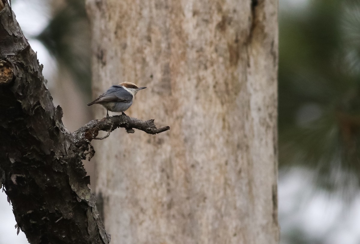 Brown-headed Nuthatch - ML134486981