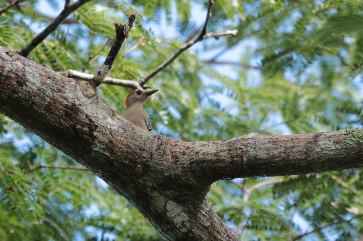 Yucatan Woodpecker - Oscar Wilhelmy