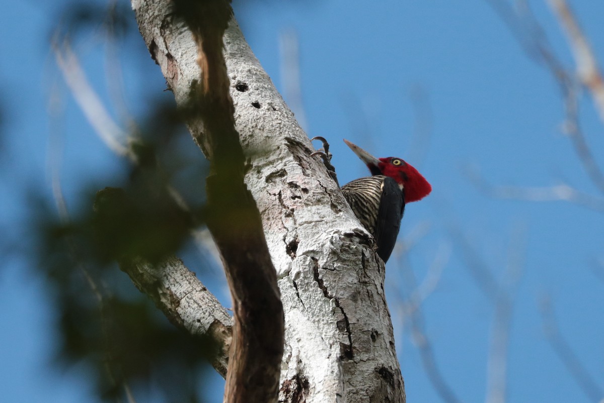 Pale-billed Woodpecker - Oscar Wilhelmy