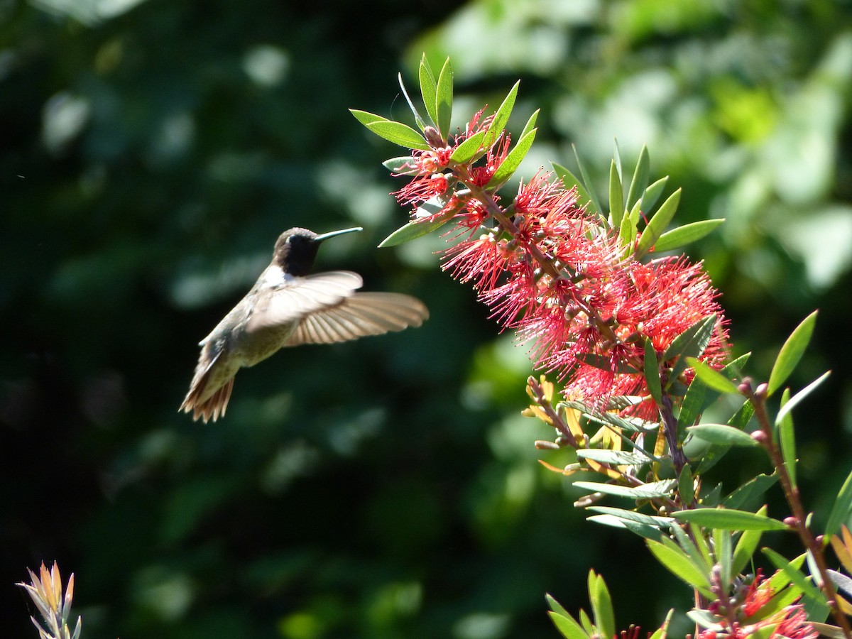 Black-chinned Hummingbird - Claire Thomas